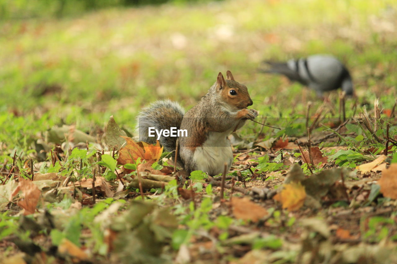 Squirrel eating leaves on field