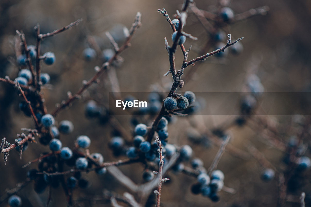 Close-up of berries growing on plant