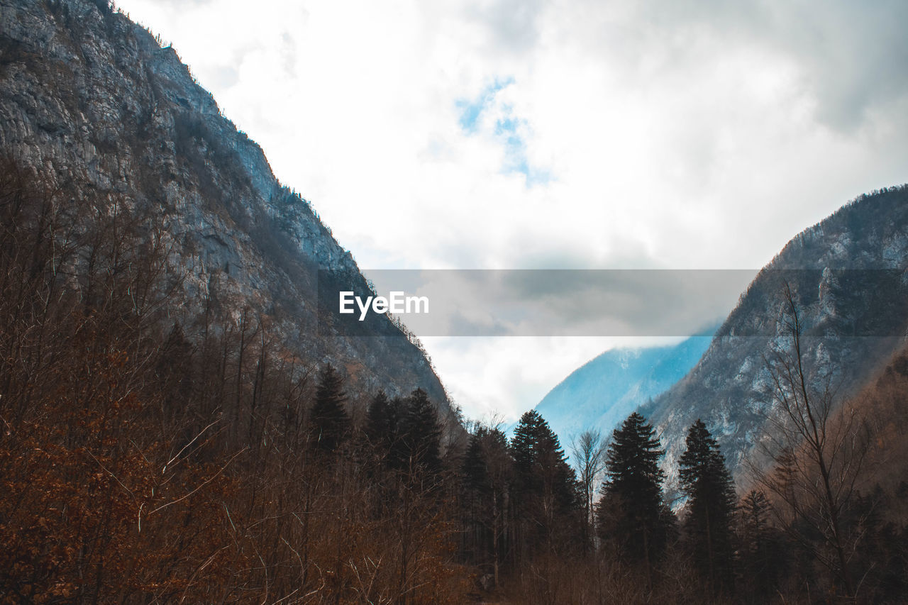 SCENIC VIEW OF TREES AGAINST SKY