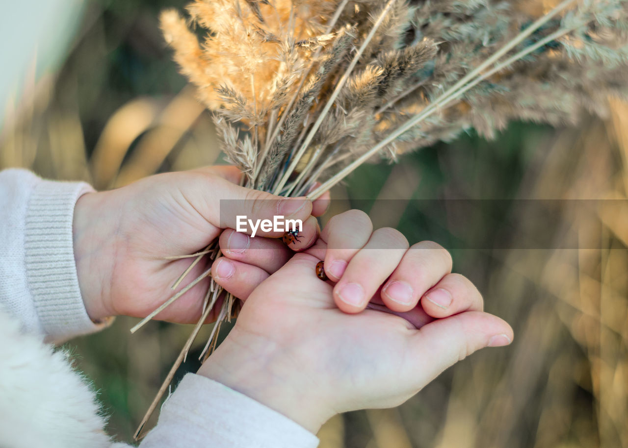 Cropped image of kid holding plants and insects