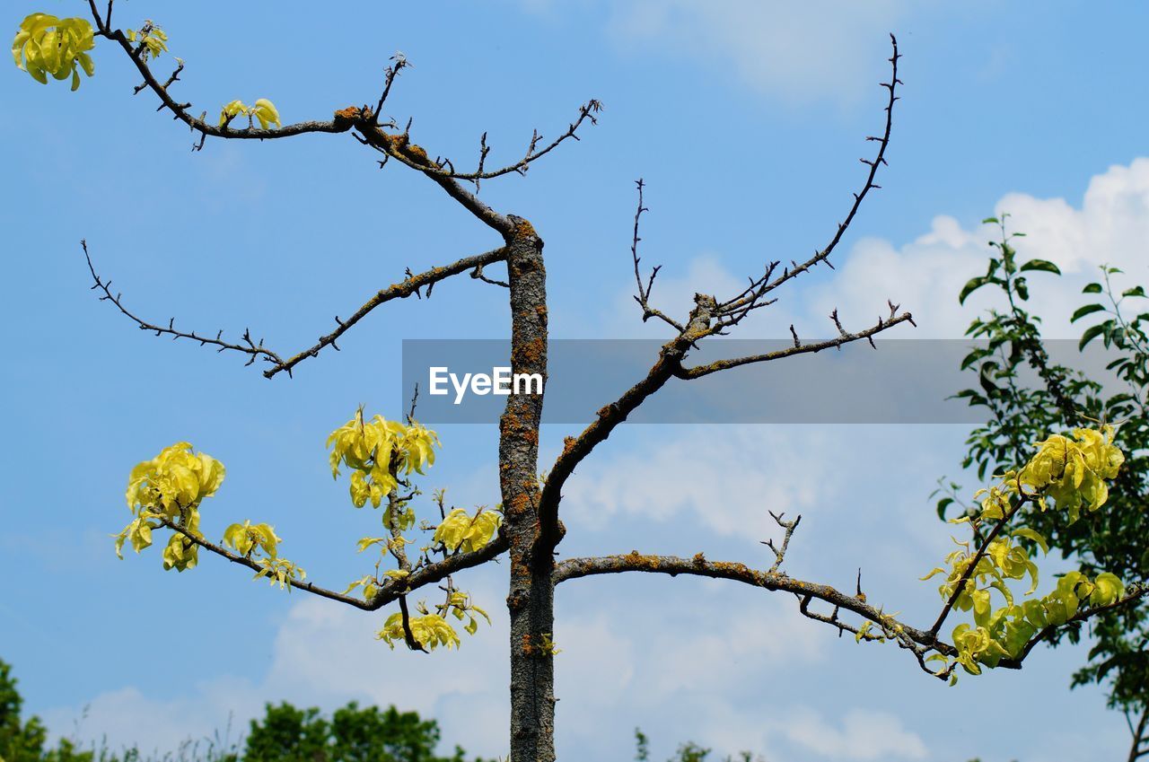 Low angle view of flowering plants against sky