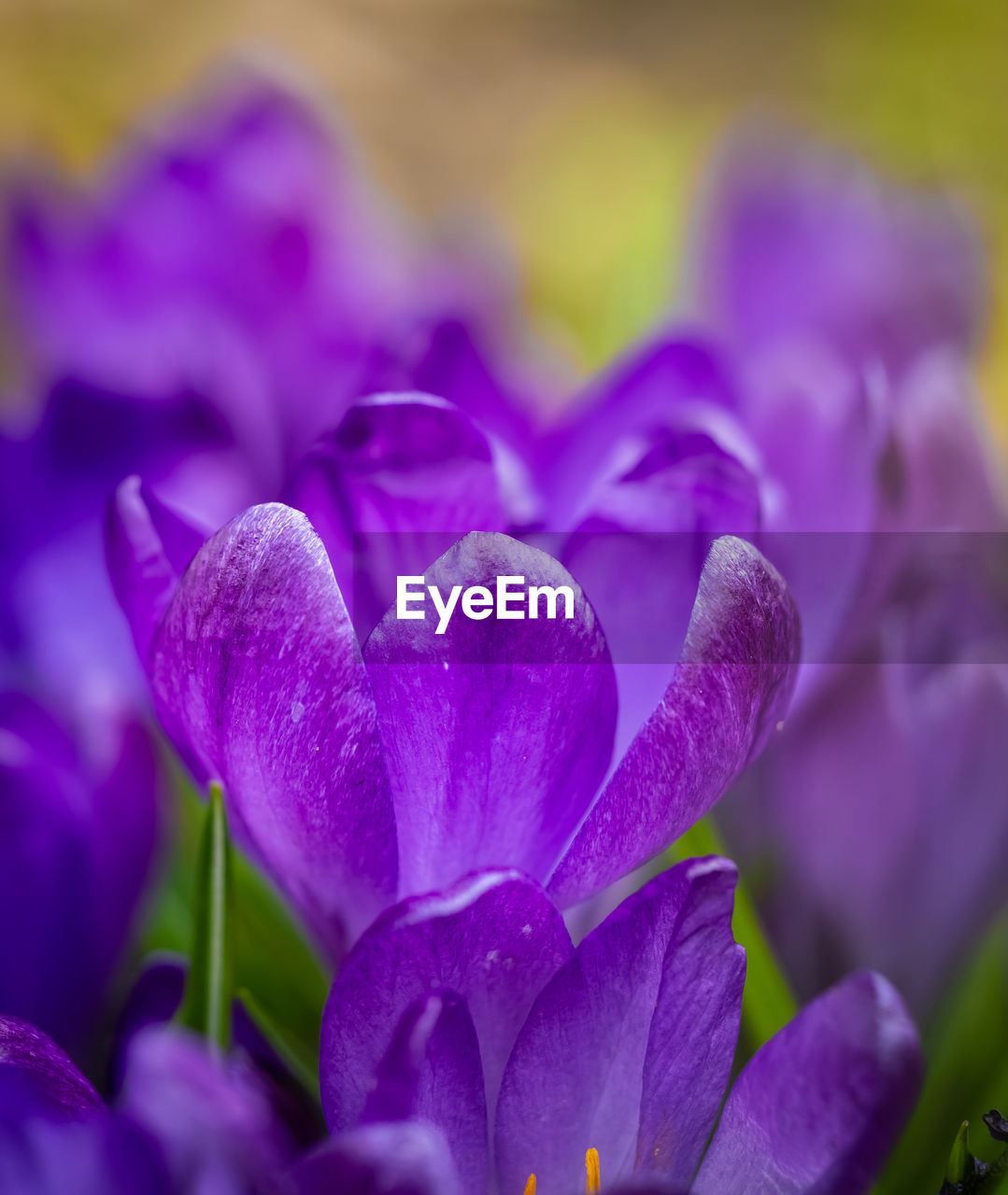 flower, plant, flowering plant, beauty in nature, freshness, purple, close-up, nature, growth, petal, macro photography, crocus, fragility, flower head, no people, blossom, inflorescence, selective focus, springtime, lilac, outdoors, magenta, vibrant color, focus on foreground, plant part, leaf, flowerbed, environment, botany, gardening, garden, iris