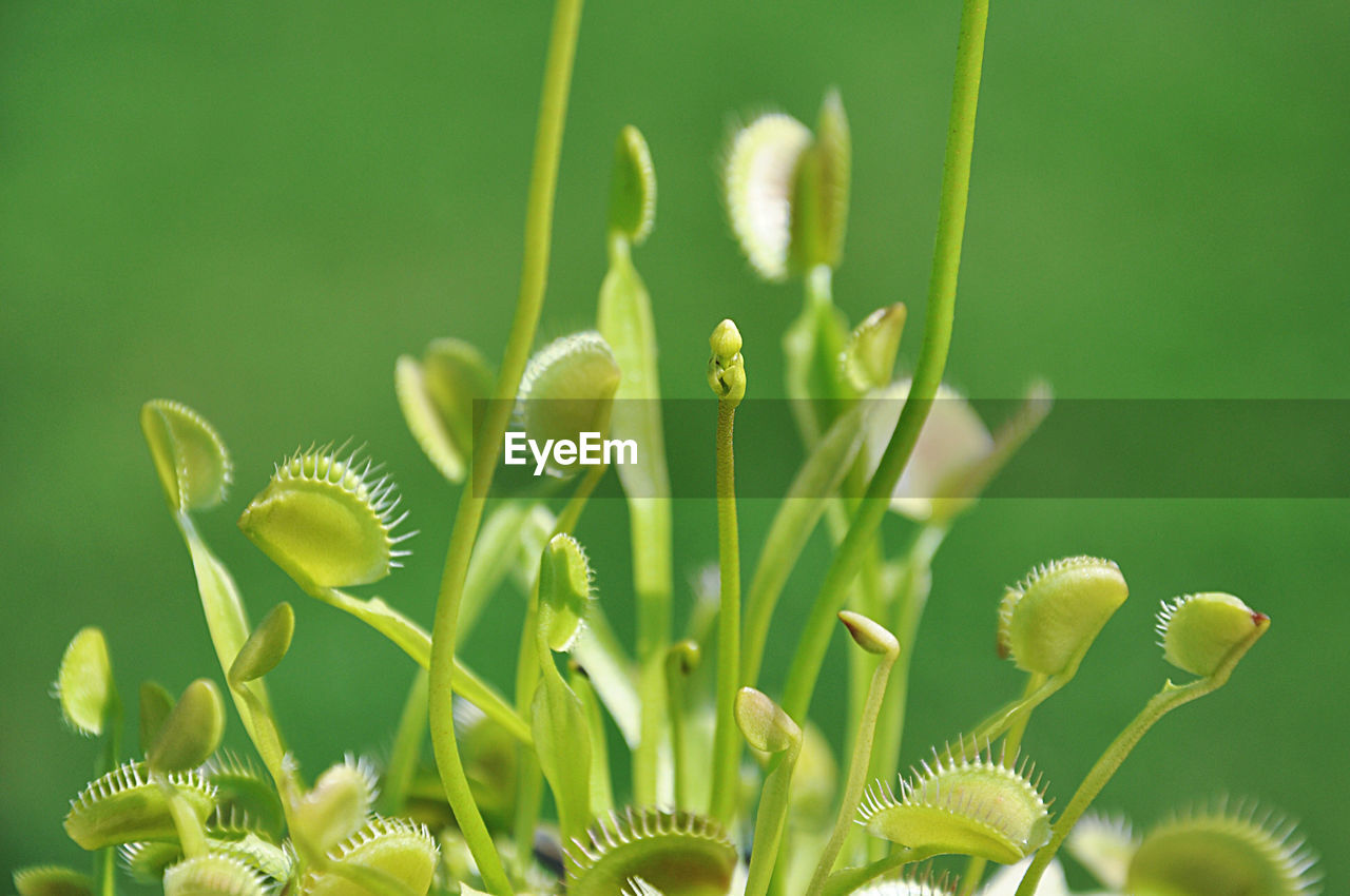 Close-up of venus flytrap plant on field