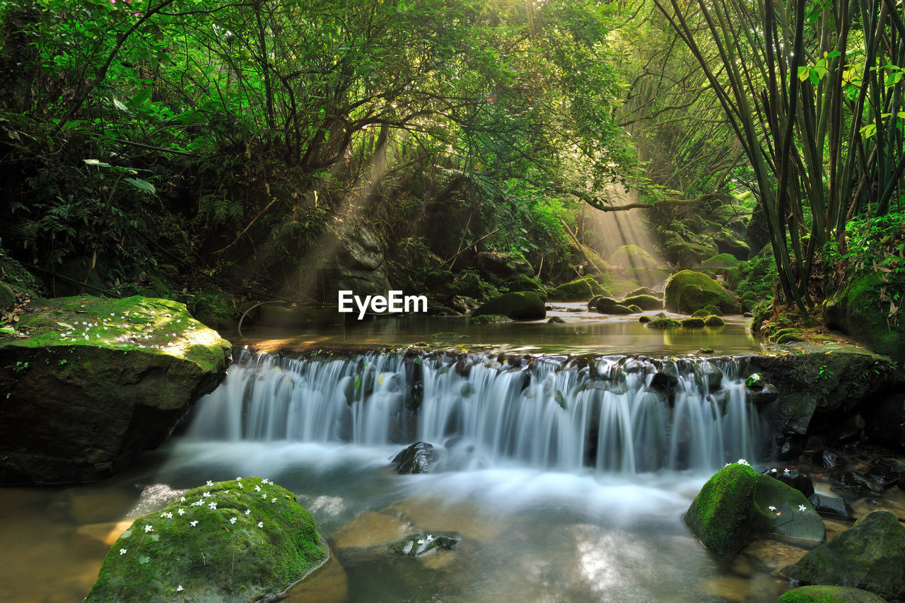 Scenic view of waterfall in forest