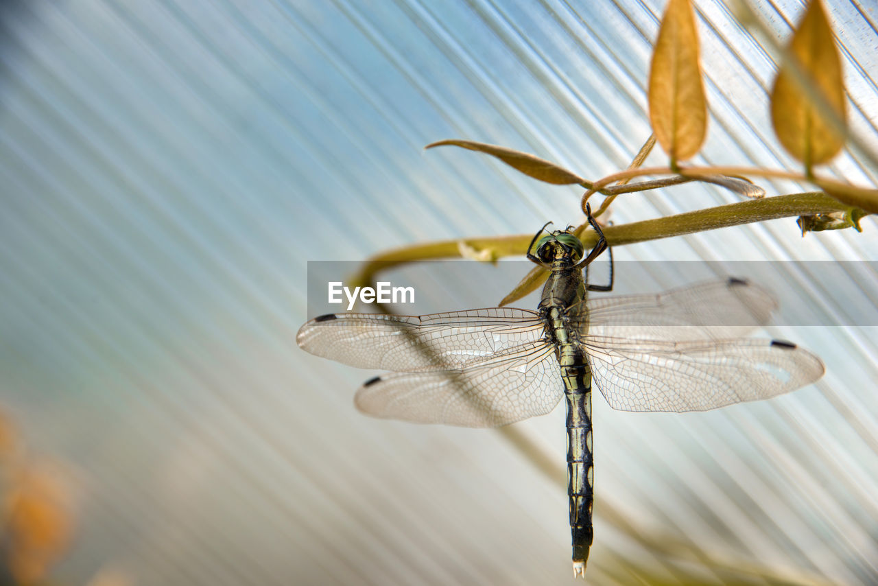 CLOSE-UP OF INSECT ON A METAL