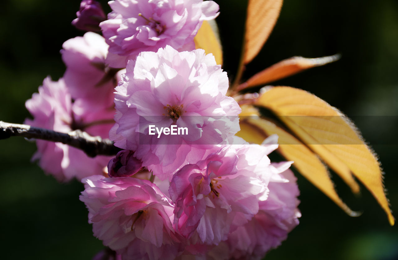 Close-up of pink cherry blossom