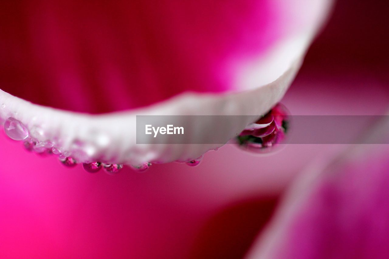 Close-up of dew drops on pink flower's petal