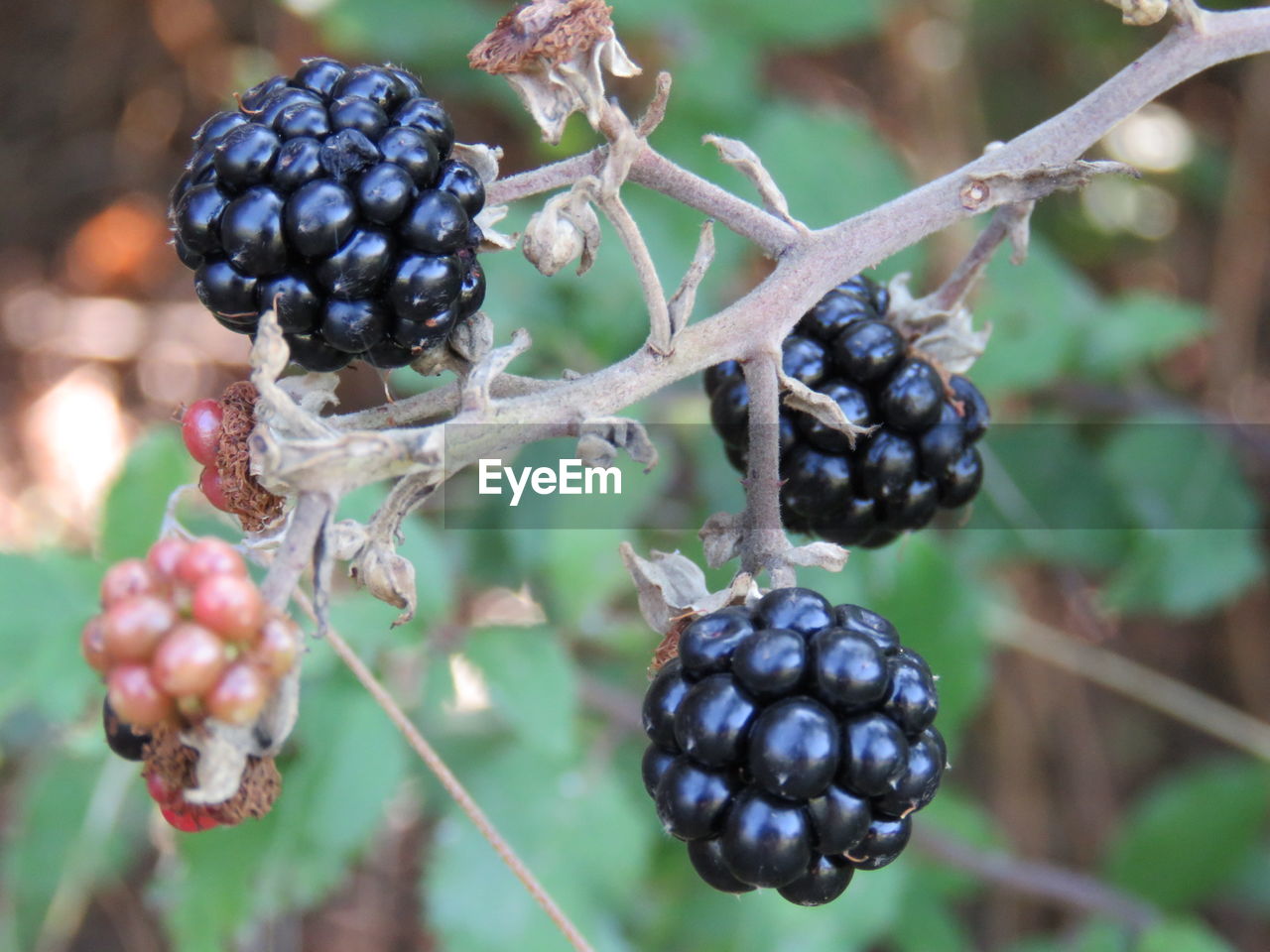 Close-up of blackberries growing in garden
