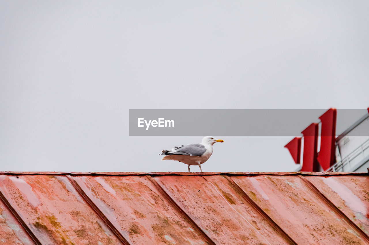 LOW ANGLE VIEW OF SEAGULL PERCHING ON ROOF