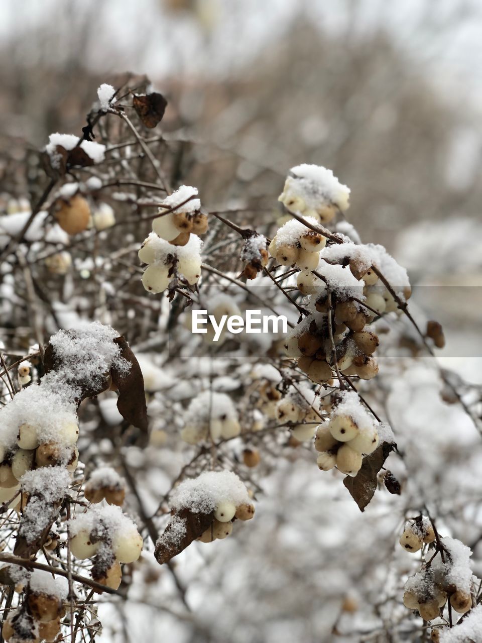 CLOSE-UP OF SNOW COVERED PLANT ON FIELD