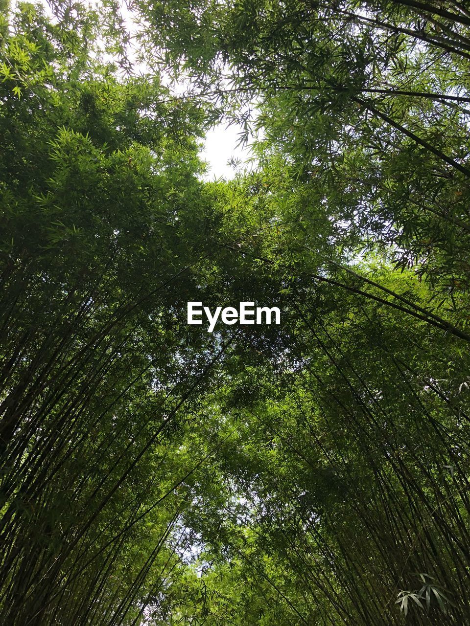 LOW ANGLE VIEW OF BAMBOO TREES