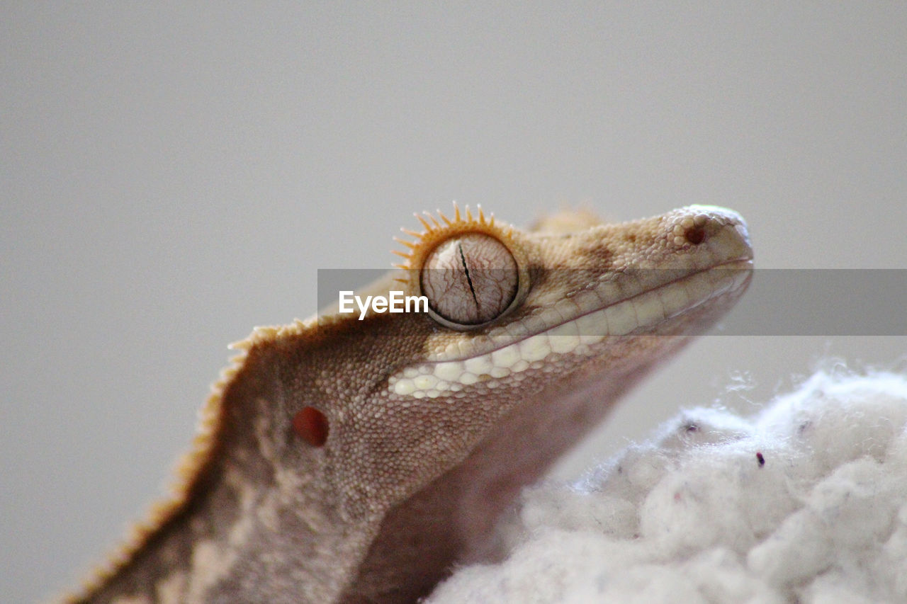 Close-up of a lizard over white background