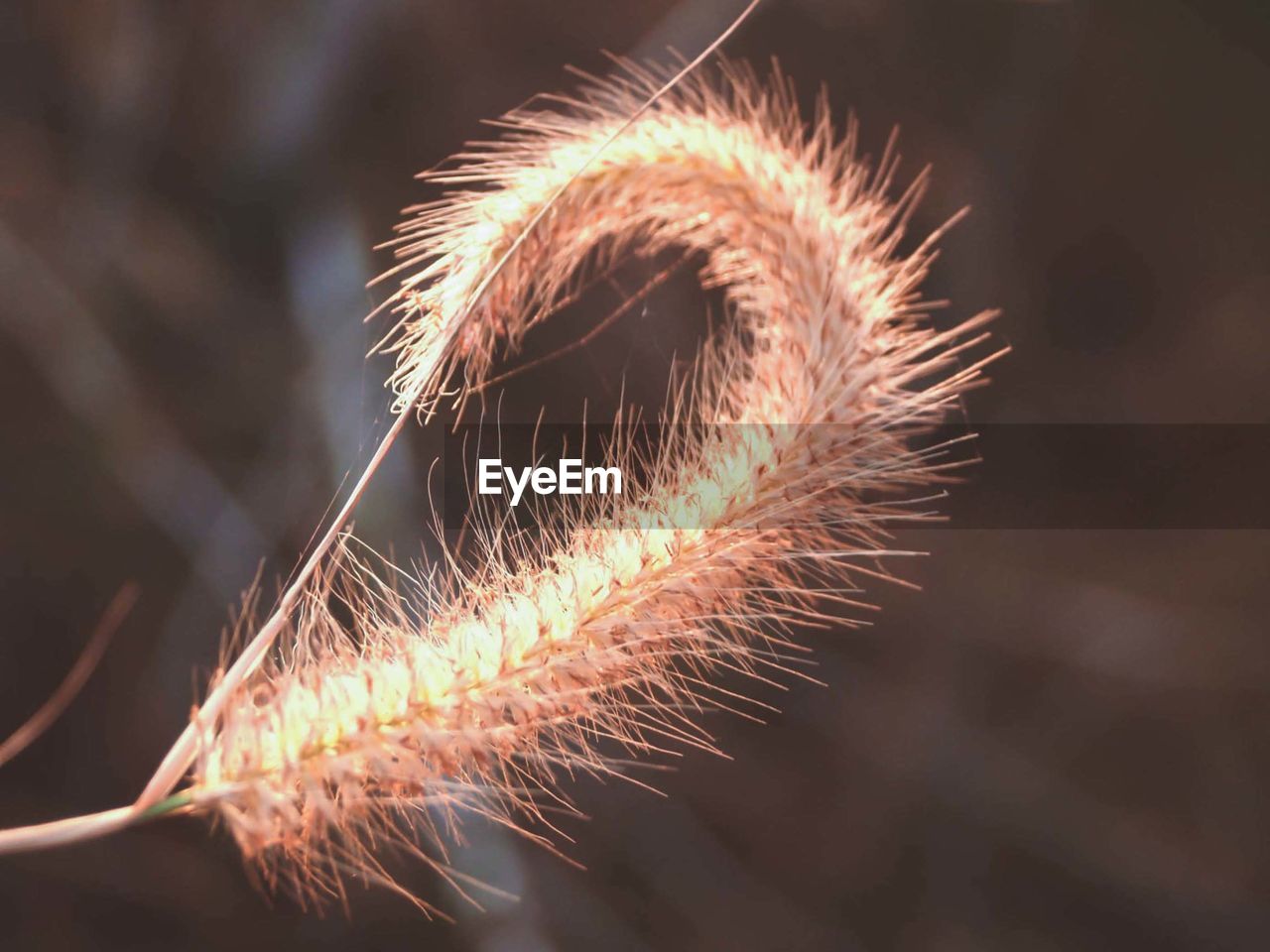 Close-up of dried plant