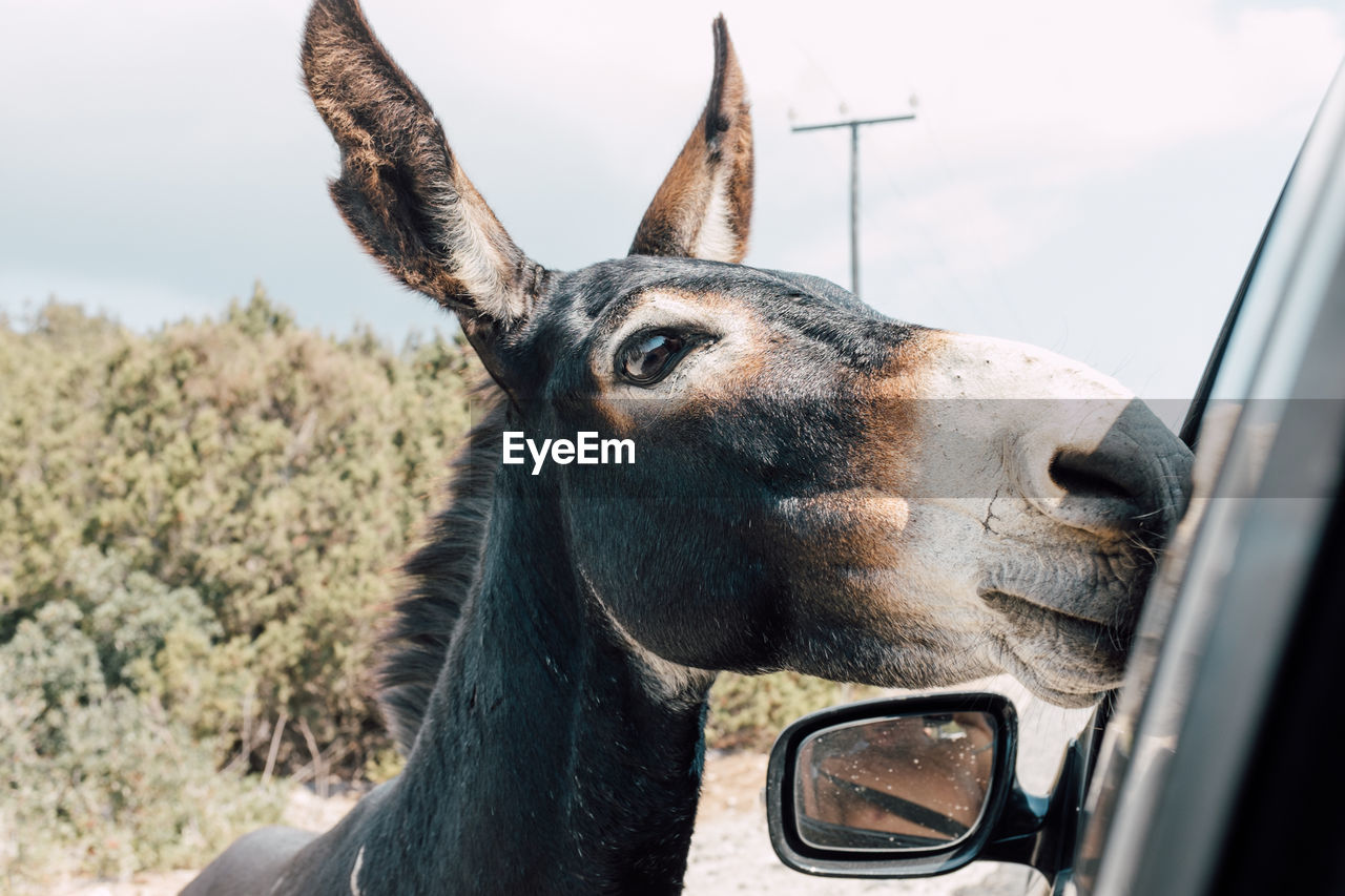 Close-up of donkey by car