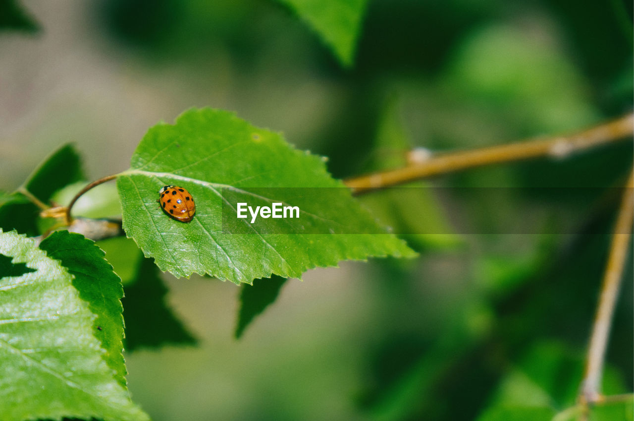 CLOSE-UP OF LADYBUG ON PLANT