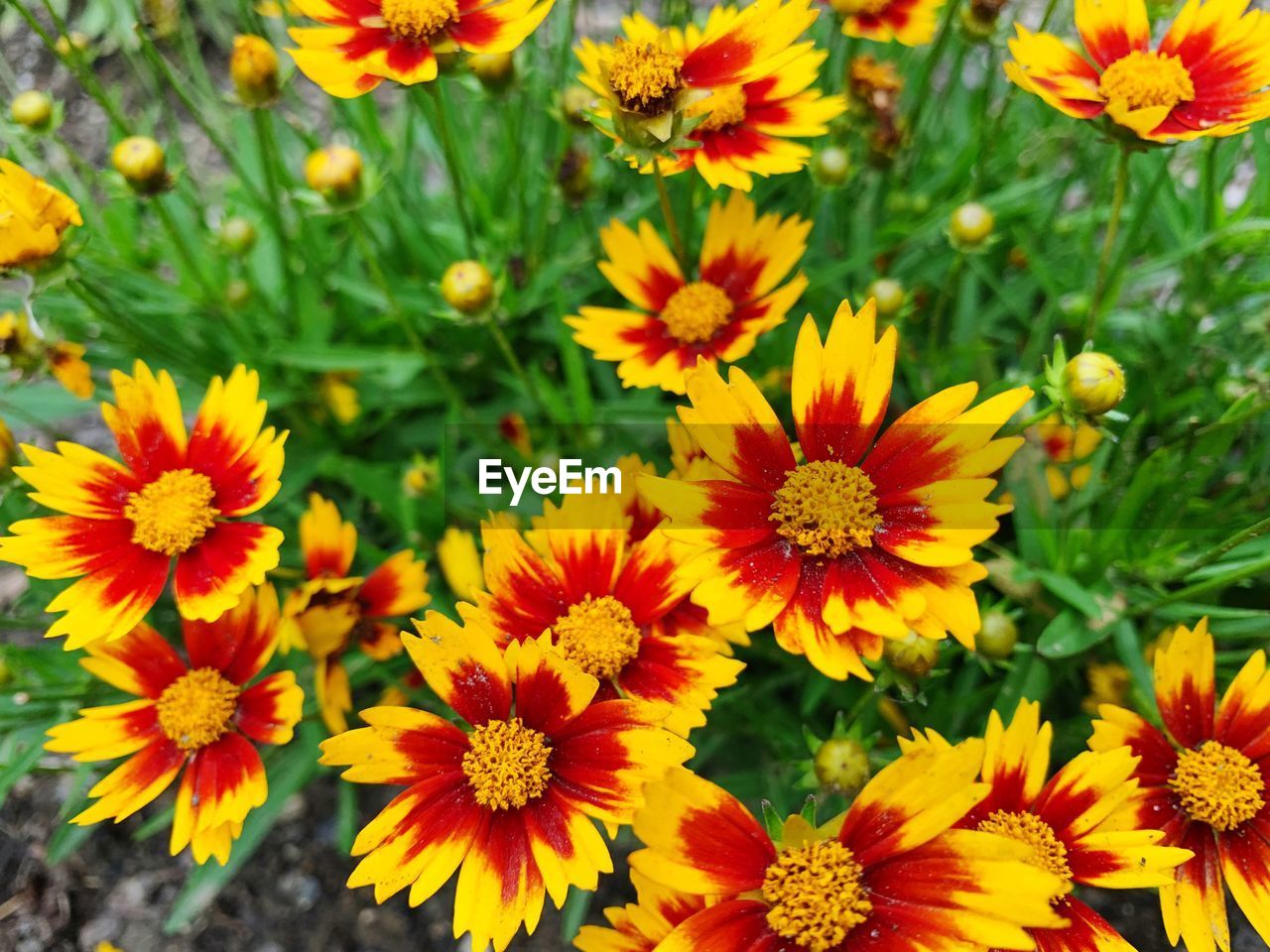 High angle view of yellow flowering plants