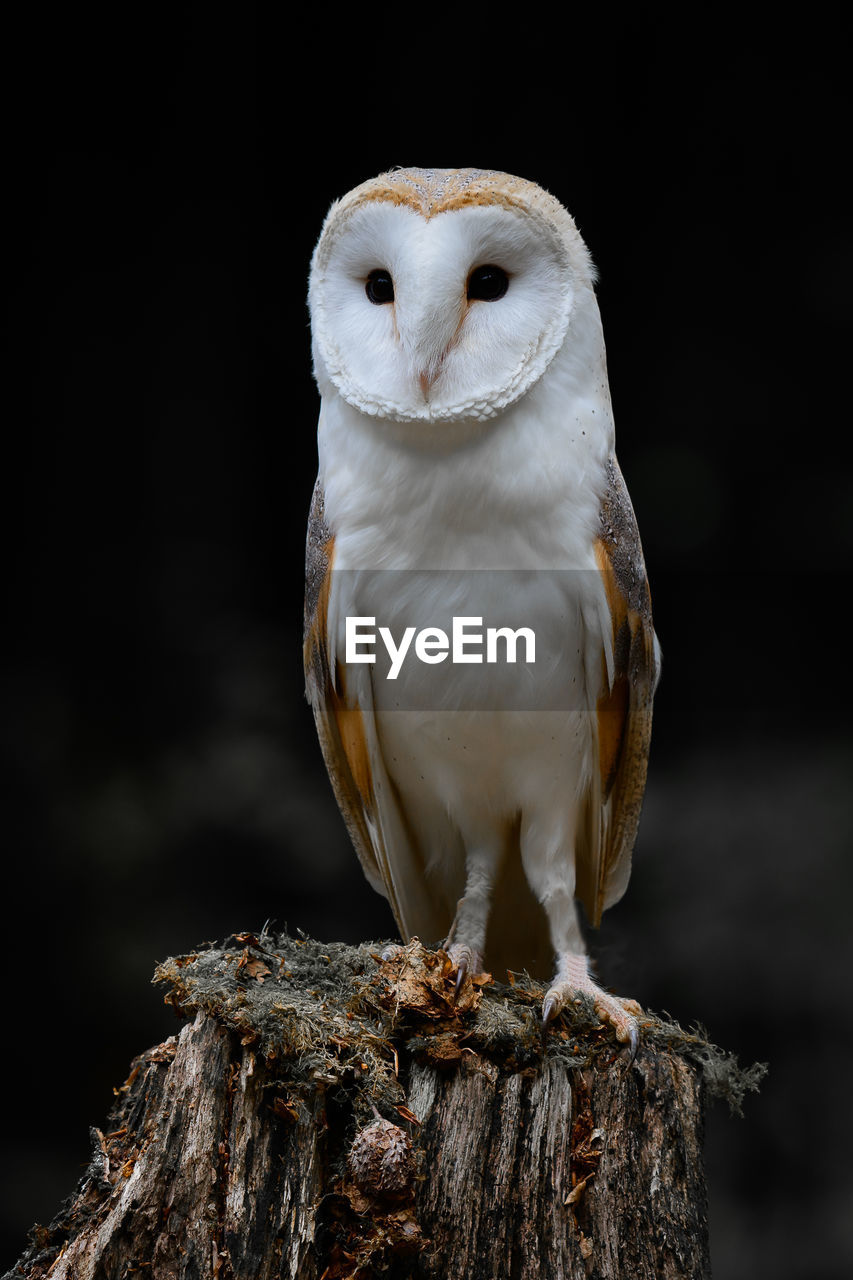 Close-up of owl perching on wood post