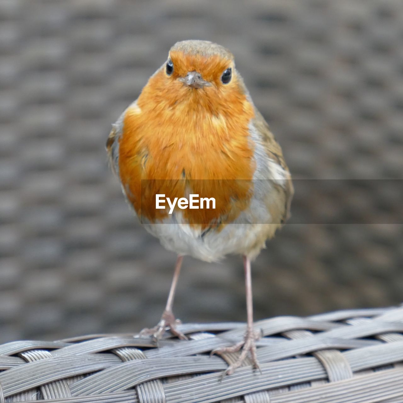 CLOSE-UP OF BIRD PERCHING IN BASKET