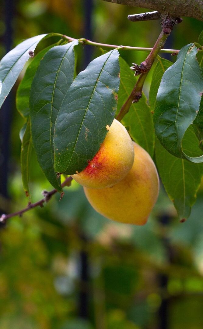 CLOSE-UP OF LEAVES ON TREE