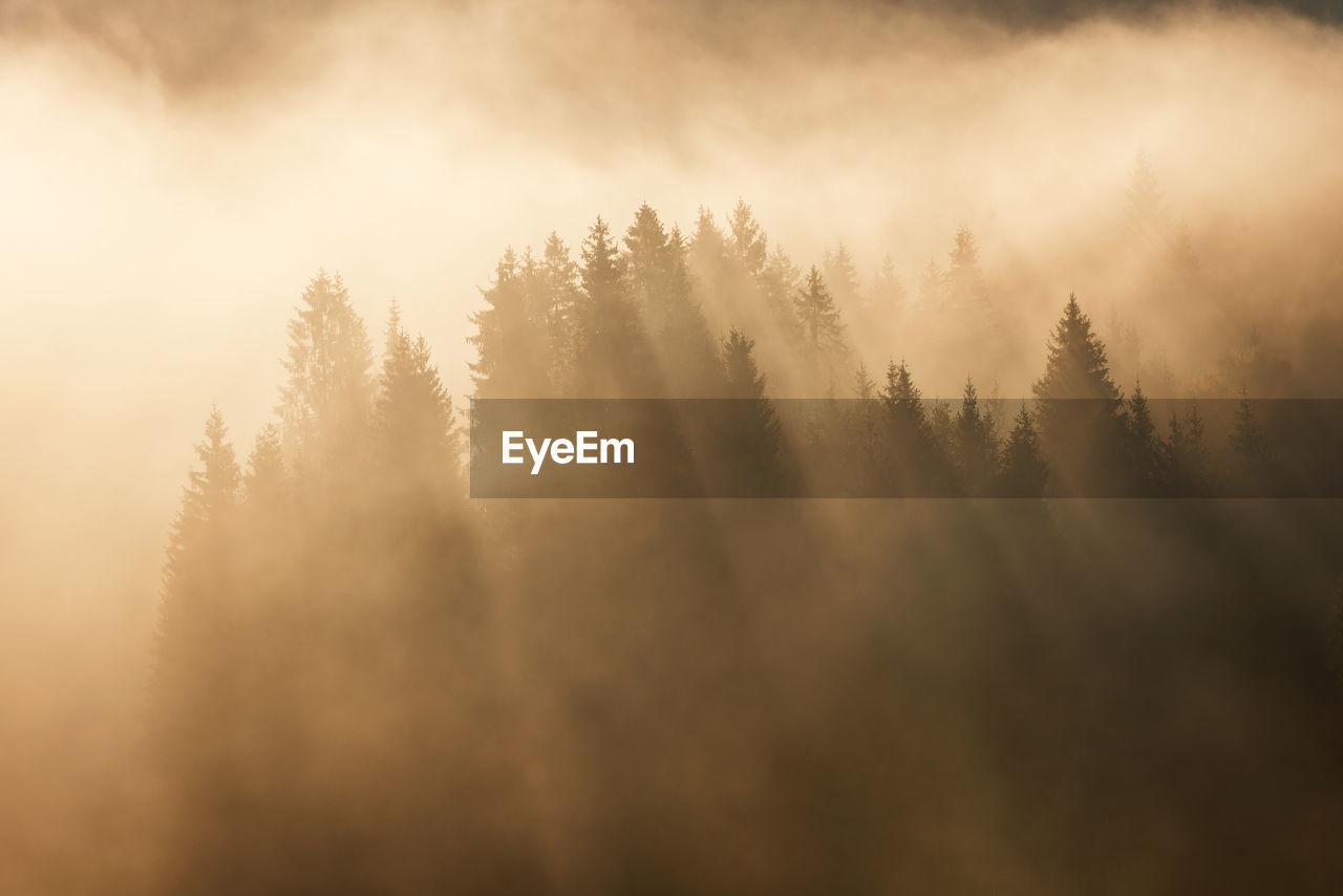 Scenic view of silhouette trees during foggy weather at sunrise