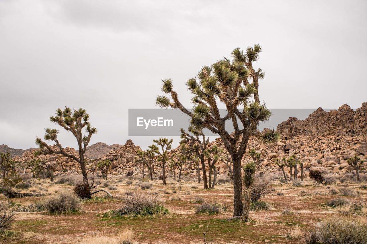 Joshua trees aside boulder piles on desert under overcast gray sky