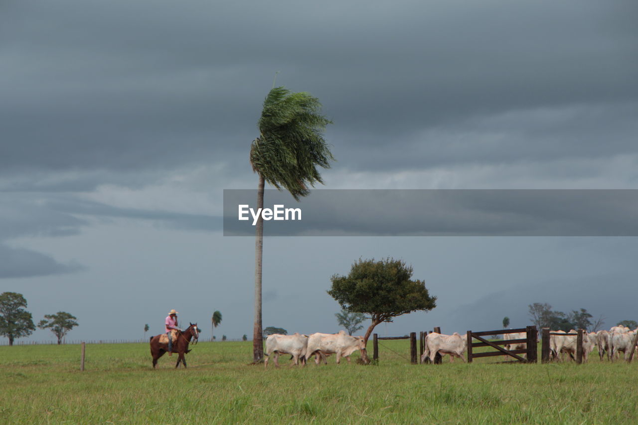 COWS GRAZING ON FARM AGAINST SKY