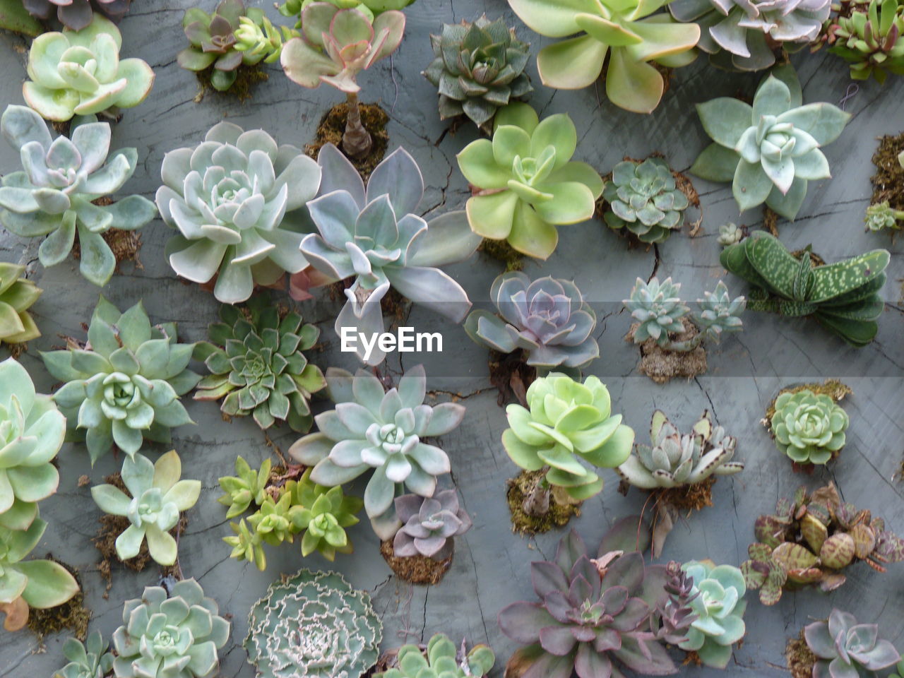 High angle view of flowering plants