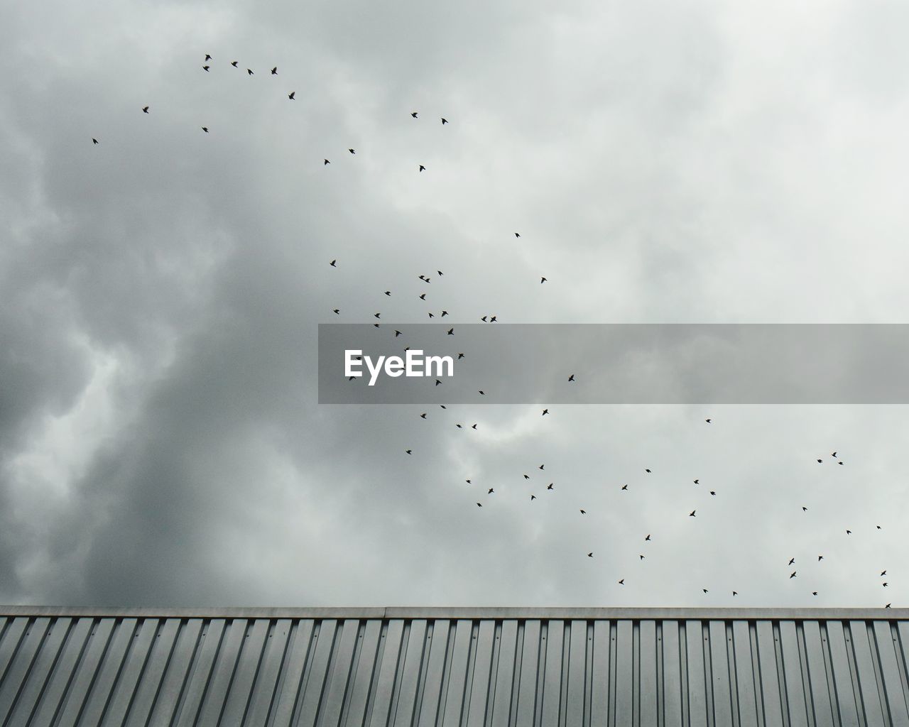 Distant view of birds flying in cloudy sky