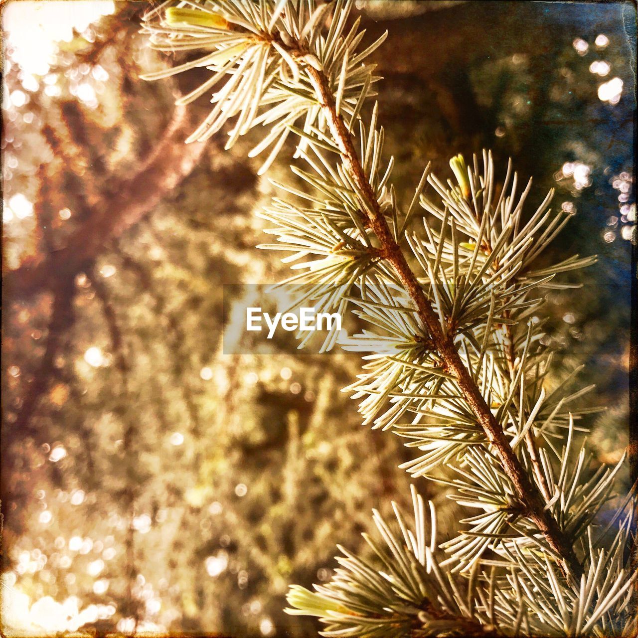 CLOSE-UP OF FRESH PLANT IN SUNLIGHT