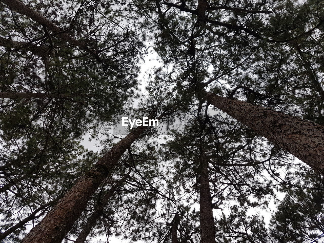 LOW ANGLE VIEW OF TREES AGAINST SKY