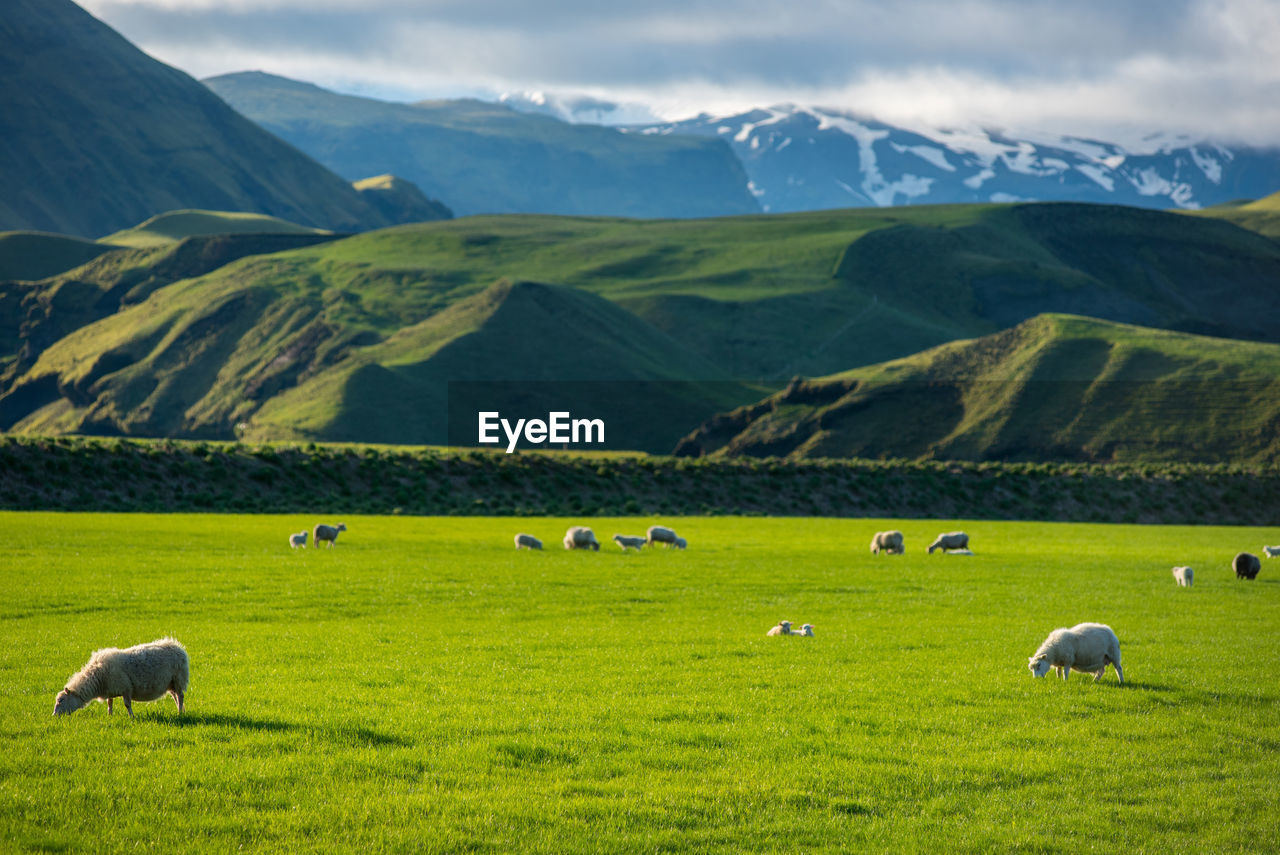 Icelandic landscape with green hills and countryside grazing sheep, in the highlands, iceland