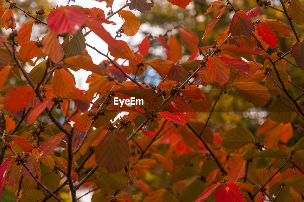 CLOSE-UP OF ORANGE MAPLE LEAVES ON TREE