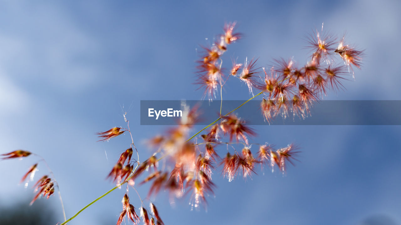 Reeds in bloom with the sky in the background in the morning in the fall