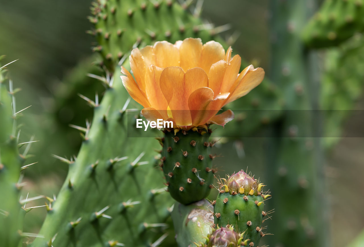 plant, flower, flowering plant, beauty in nature, growth, nature, cactus, freshness, close-up, succulent plant, prickly pear, flower head, petal, thorn, no people, inflorescence, thorns, spines, and prickles, green, fragility, outdoors, environment, nopal, botany, yellow, food, macro photography, prickly pear cactus, blossom, land, landscape, day, plant part, food and drink, focus on foreground, leaf, social issues, springtime, selective focus, fruit, environmental conservation, eastern prickly pear, sunlight, spiked, barbary fig