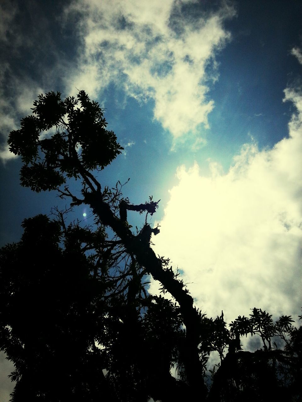 LOW ANGLE VIEW OF TREES AGAINST SKY