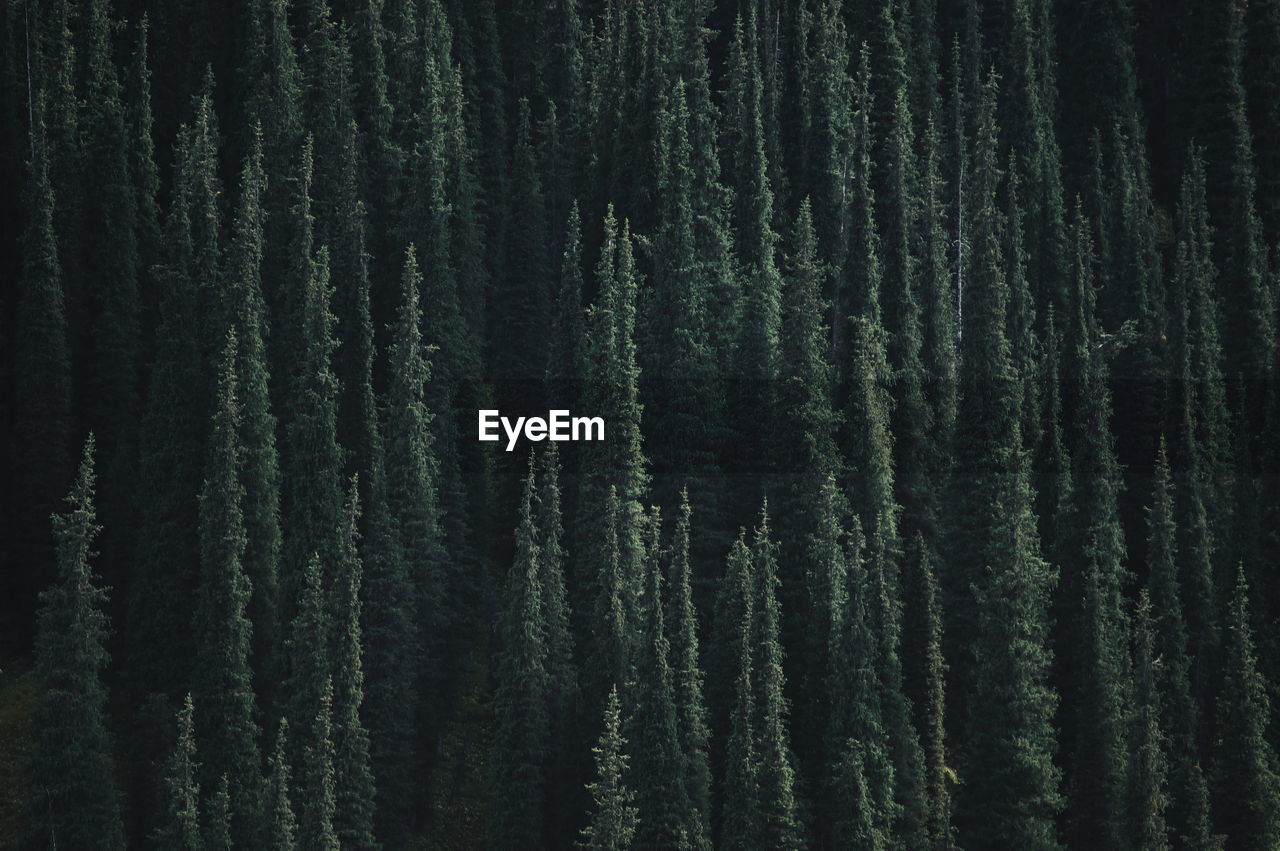 Full frame shot of lush trees in the forest