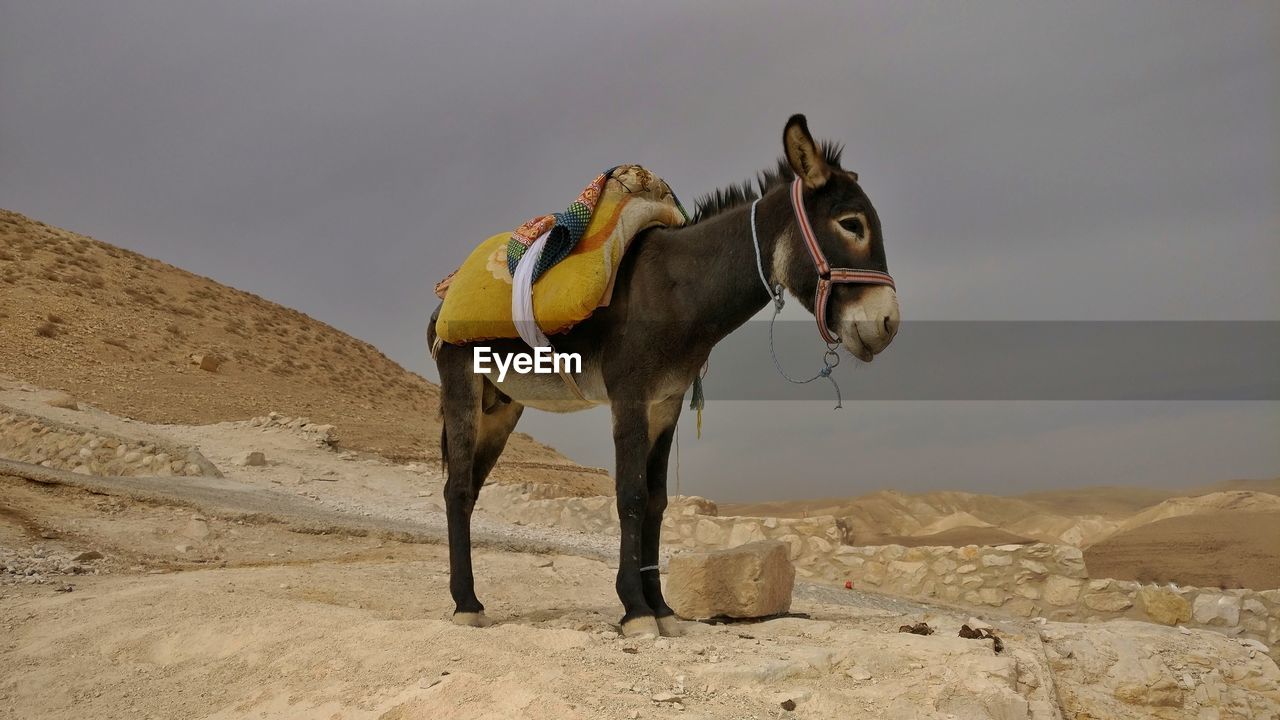 Donkey in desert against sky