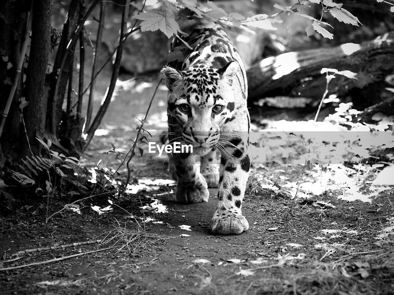 Portrait of leopard walking in forest