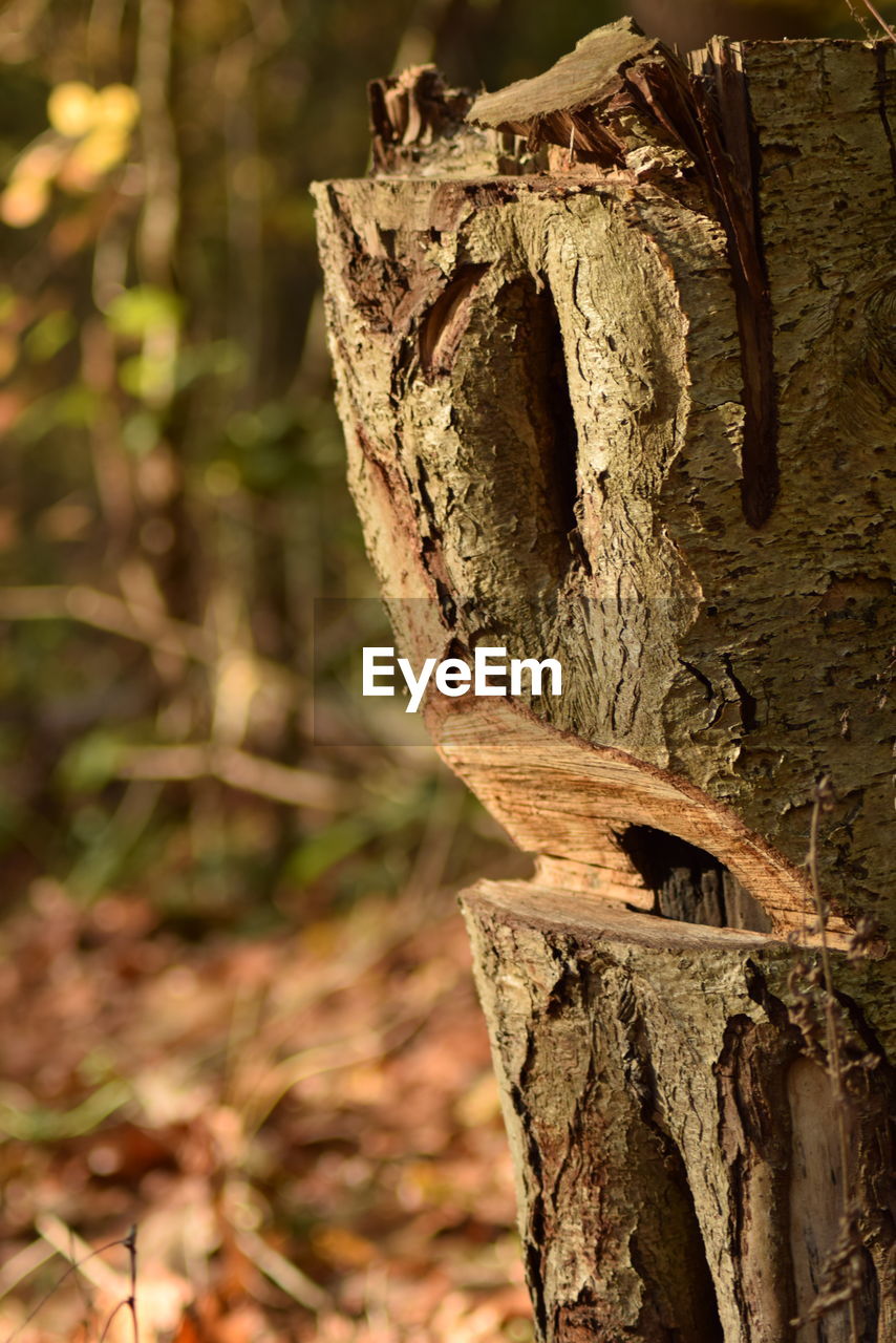 CLOSE-UP OF ANIMAL ON TREE TRUNK