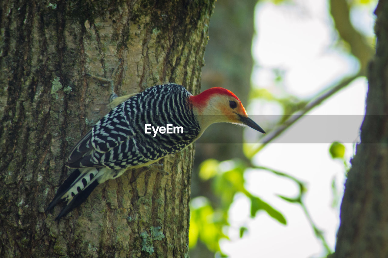 Close-up of a woodpecker perching on tree
