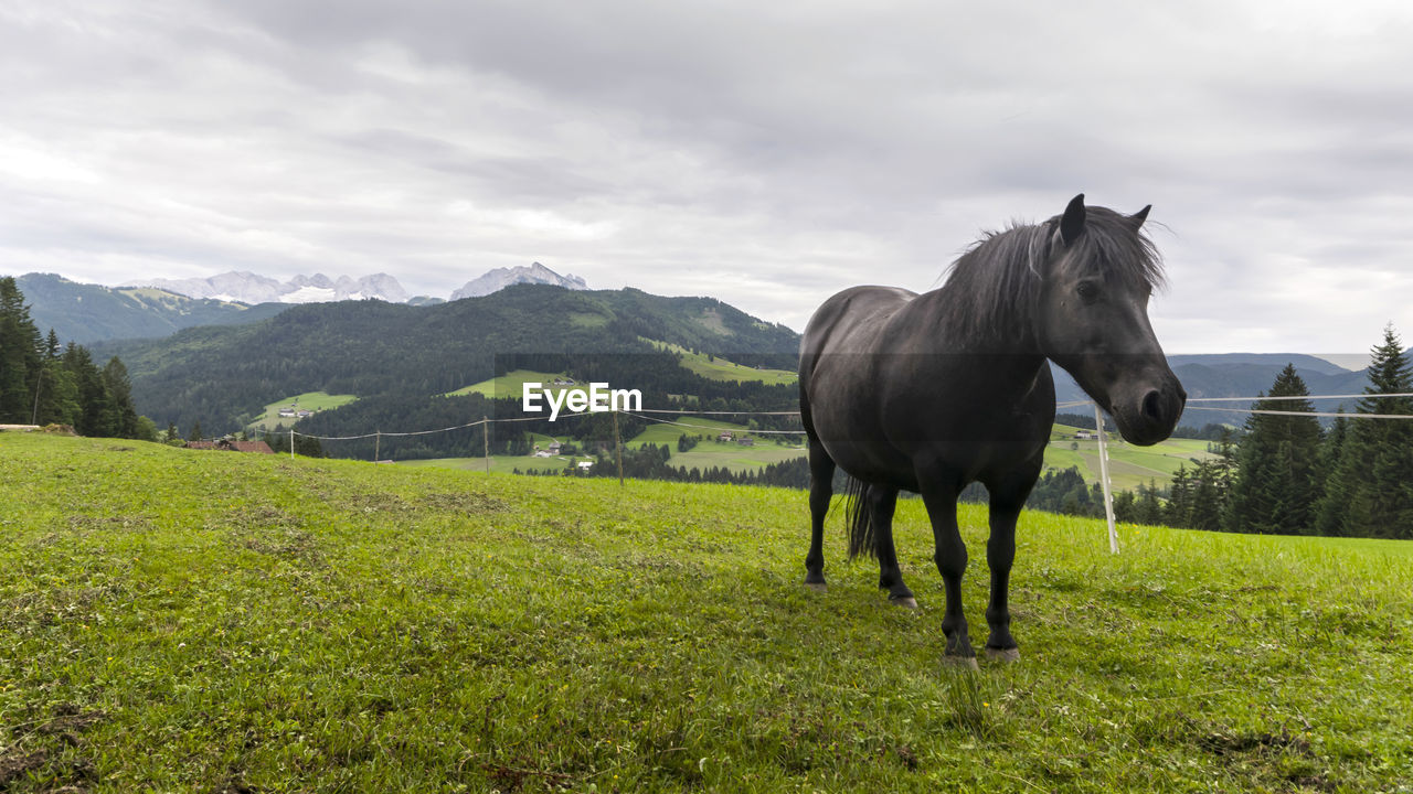 HORSE STANDING ON FIELD AGAINST SKY