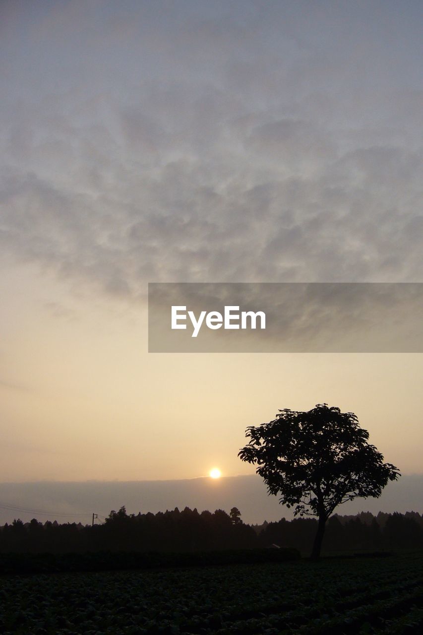 SILHOUETTE TREES ON FIELD AGAINST SKY AT SUNSET