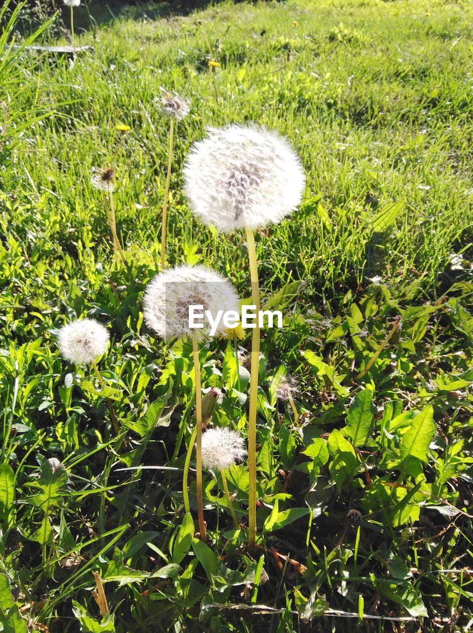 CLOSE-UP OF FLOWERS GROWING ON FIELD