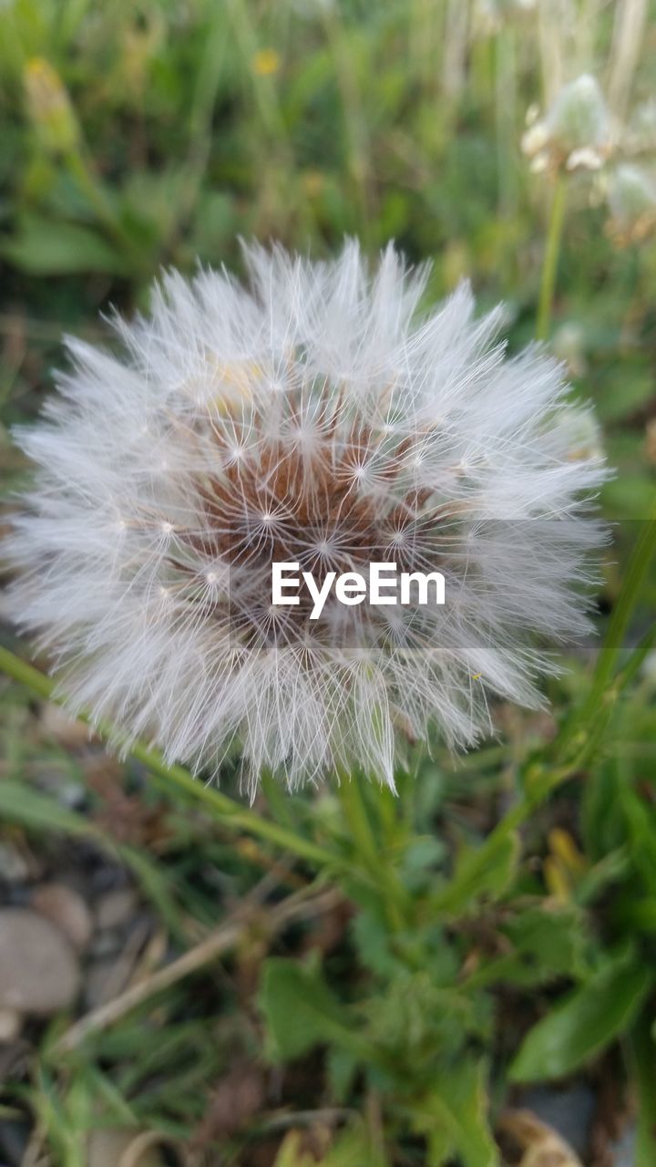 CLOSE-UP OF WHITE DANDELION