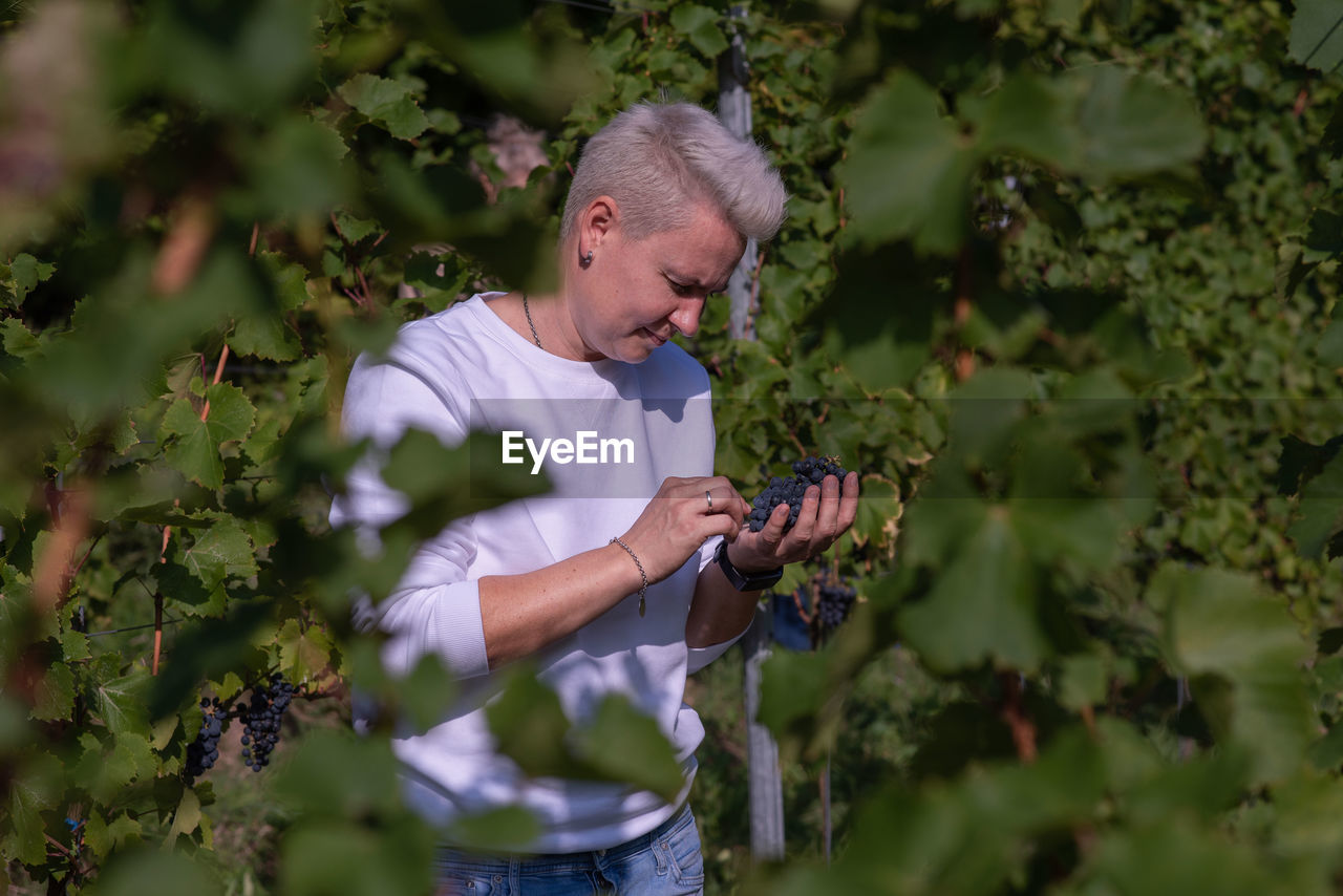 Woman picking grapes at harvest time