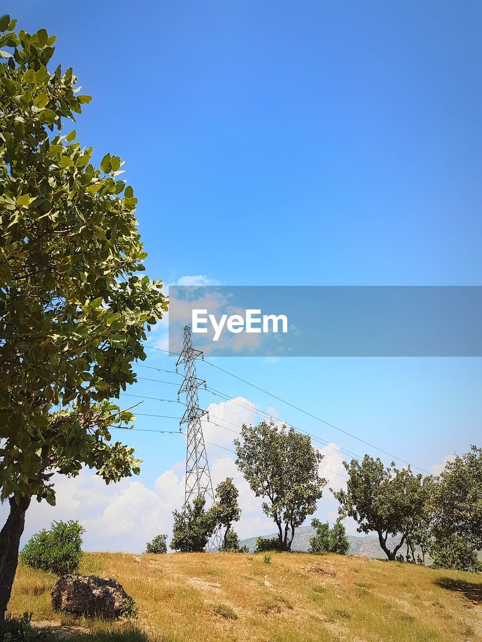 Low angle view of trees against blue sky