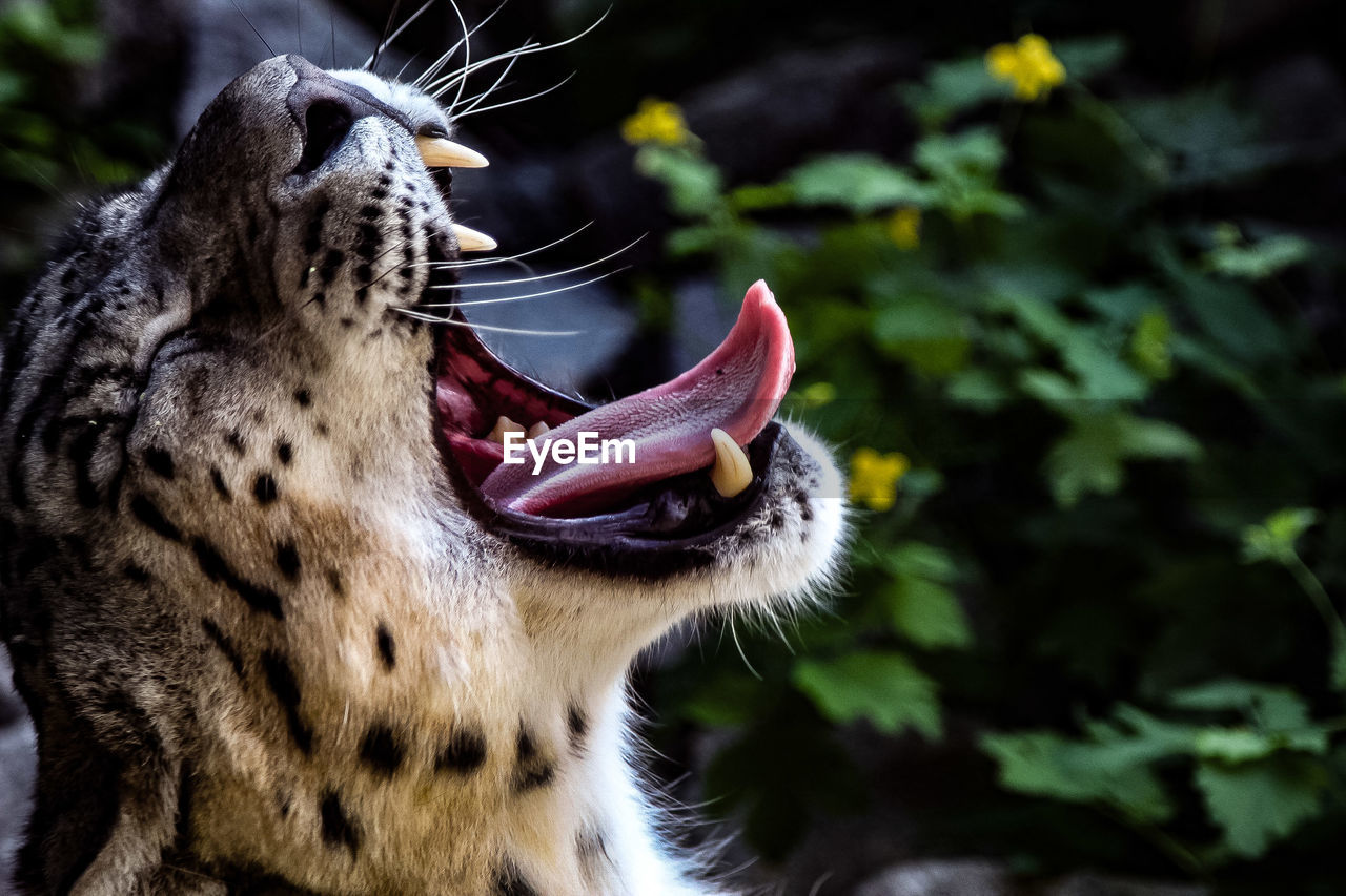 Close-up of a cat yawning