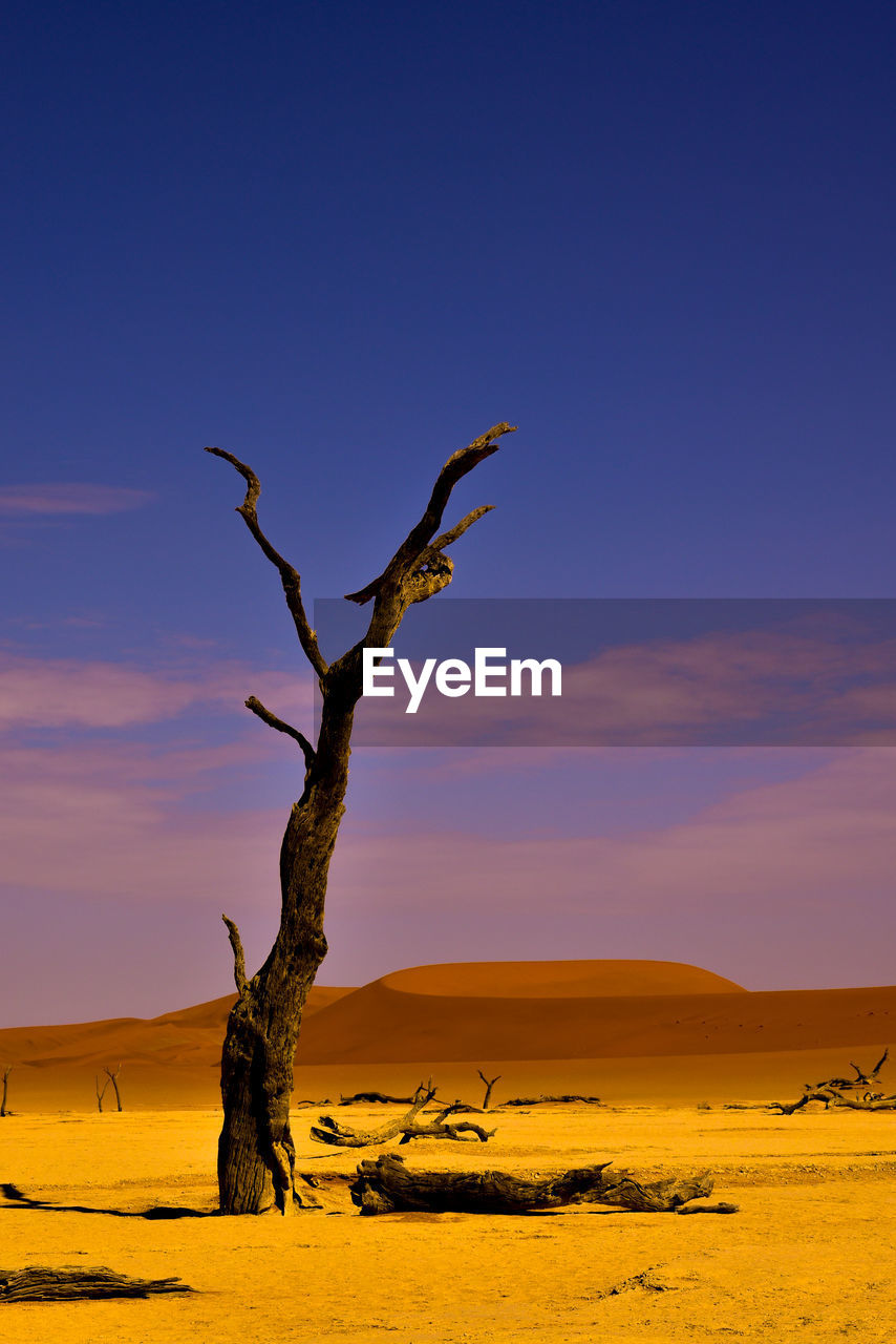 Dali inspired dead tree on desert against sky during sunset in the namib desert 