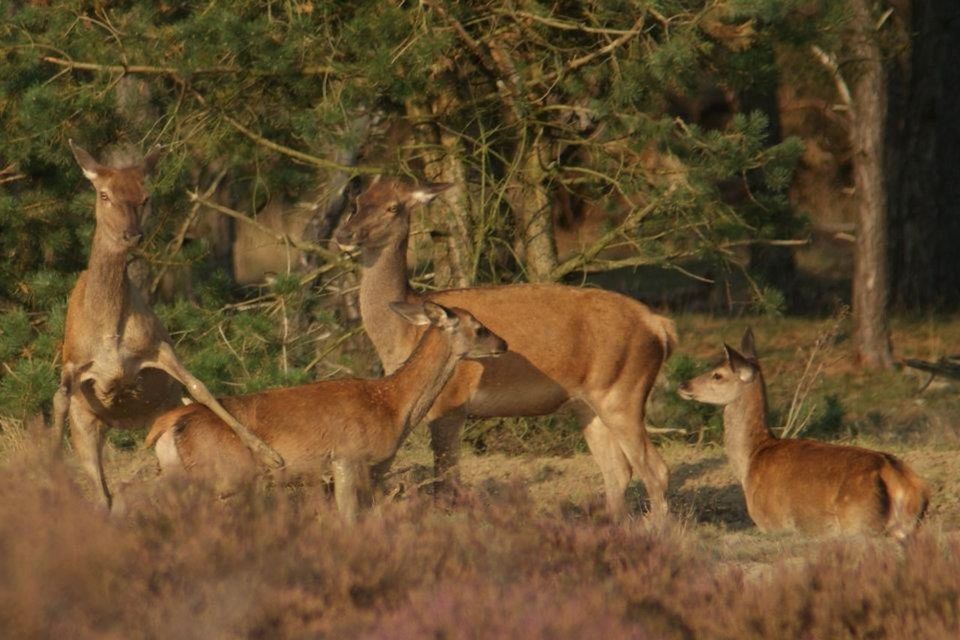 HORSES GRAZING ON FIELD