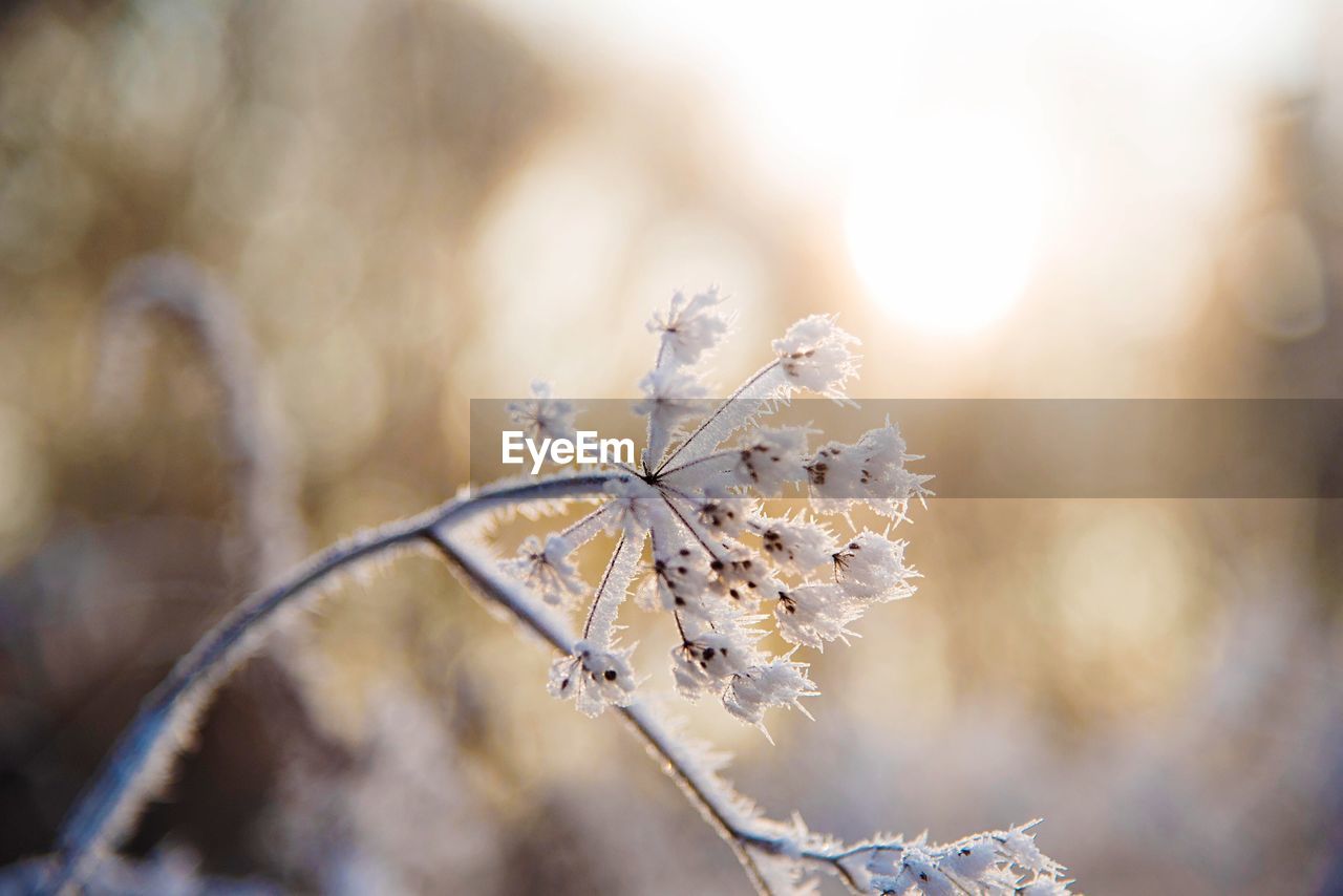 Close-up of frost on plant